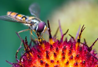 Hoverfly Pollination Wallpaper
