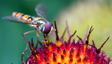 Hoverfly Pollination Wallpaper