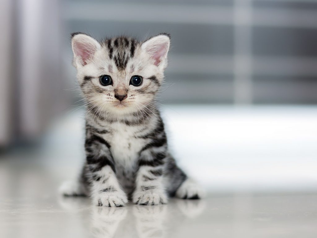 Small Kitten Wallpaper