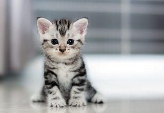 Small Kitten Wallpaper