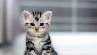 Small Kitten Wallpaper