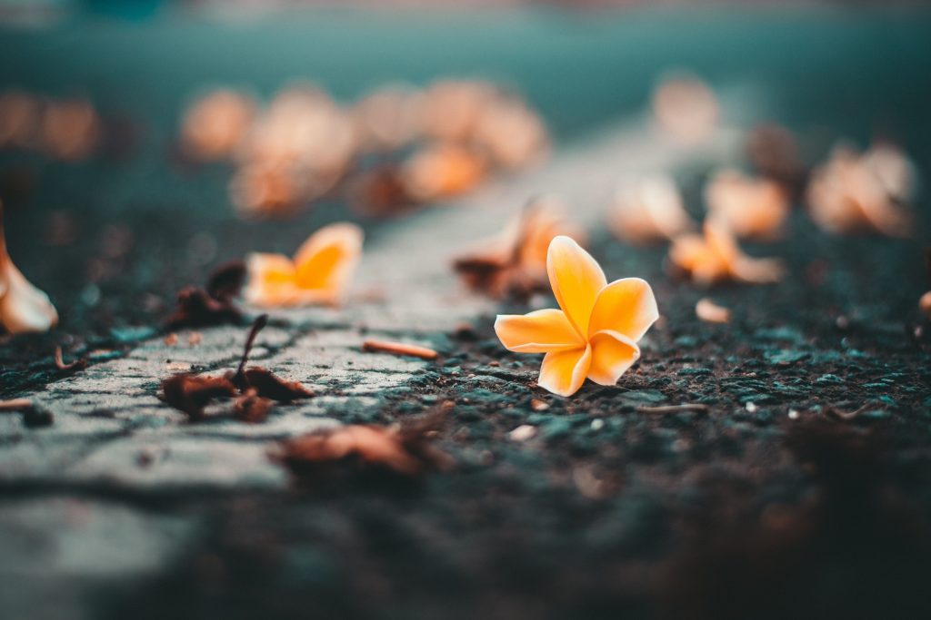 Yellow Flower on Roadside Wallpaper