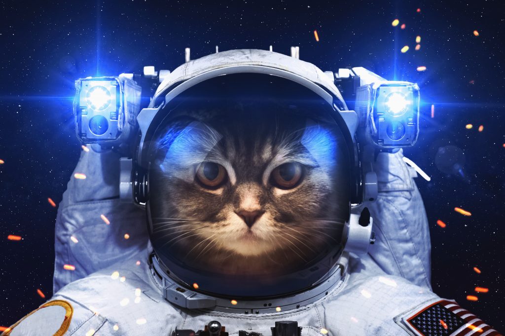 Astronaut Cat Wallpaper