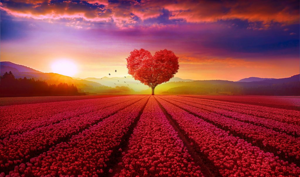 Heart Tree Field Wallpaper