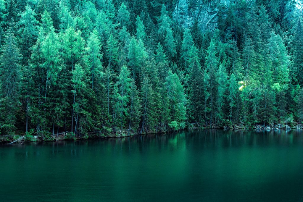 Pine Trees Along Lake 5k Wallpaper