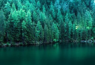 Pine Trees Along Lake 5k Wallpaper