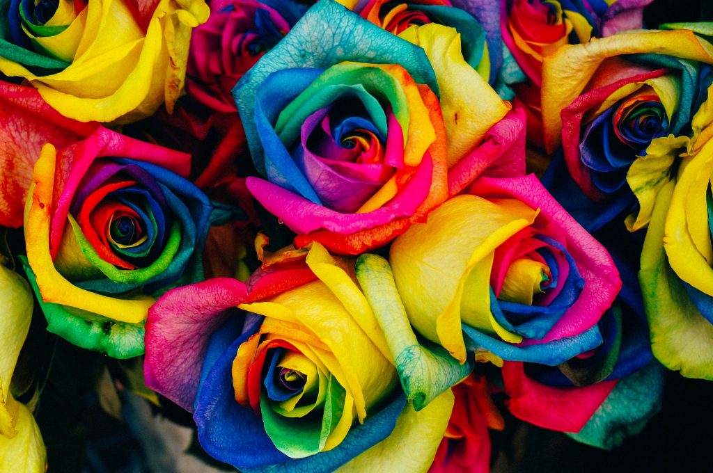 Roses Colorful Rainbow Wallpaper