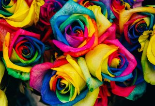 Roses Colorful Rainbow Wallpaper