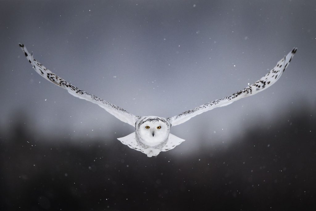 White Snow Owl Flying Wallpaper