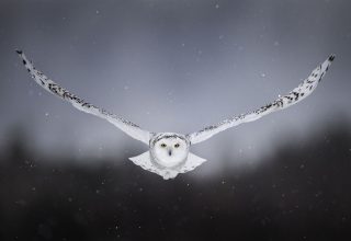 White Snow Owl Flying Wallpaper