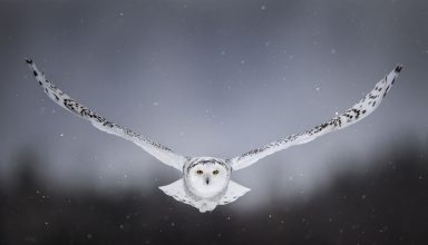 White Snow Owl Flying Wallpaper