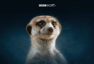 دانلود موسیقی متن فیلم Meerkat: A Dynasties Special