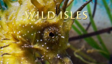 دانلود موسیقی متن سریال Wild Isles: Ocean