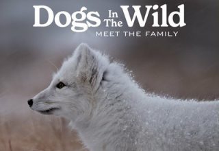 دانلود موسیقی متن سریال Dogs In The Wild: Meet The Family